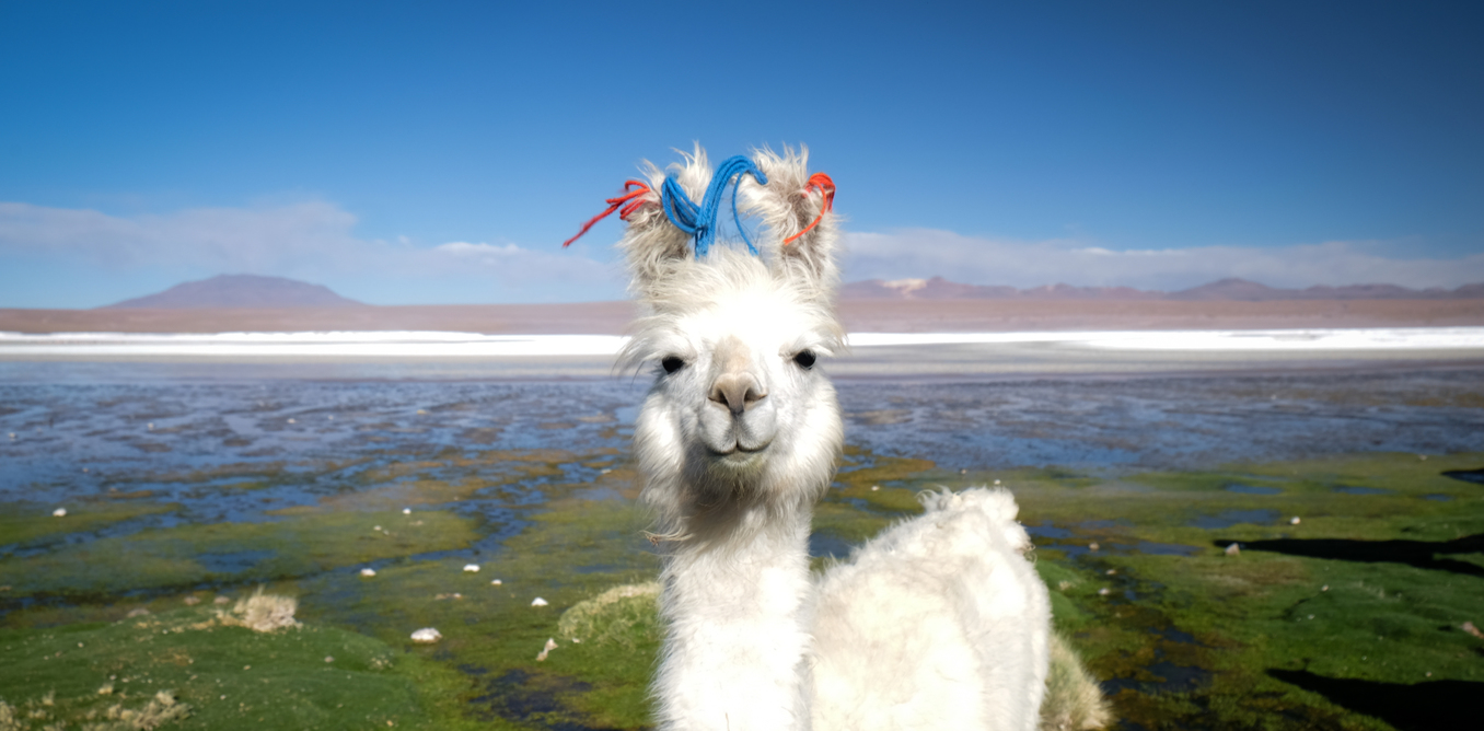 Polleen Llama