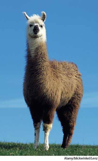 Stevie the Llama