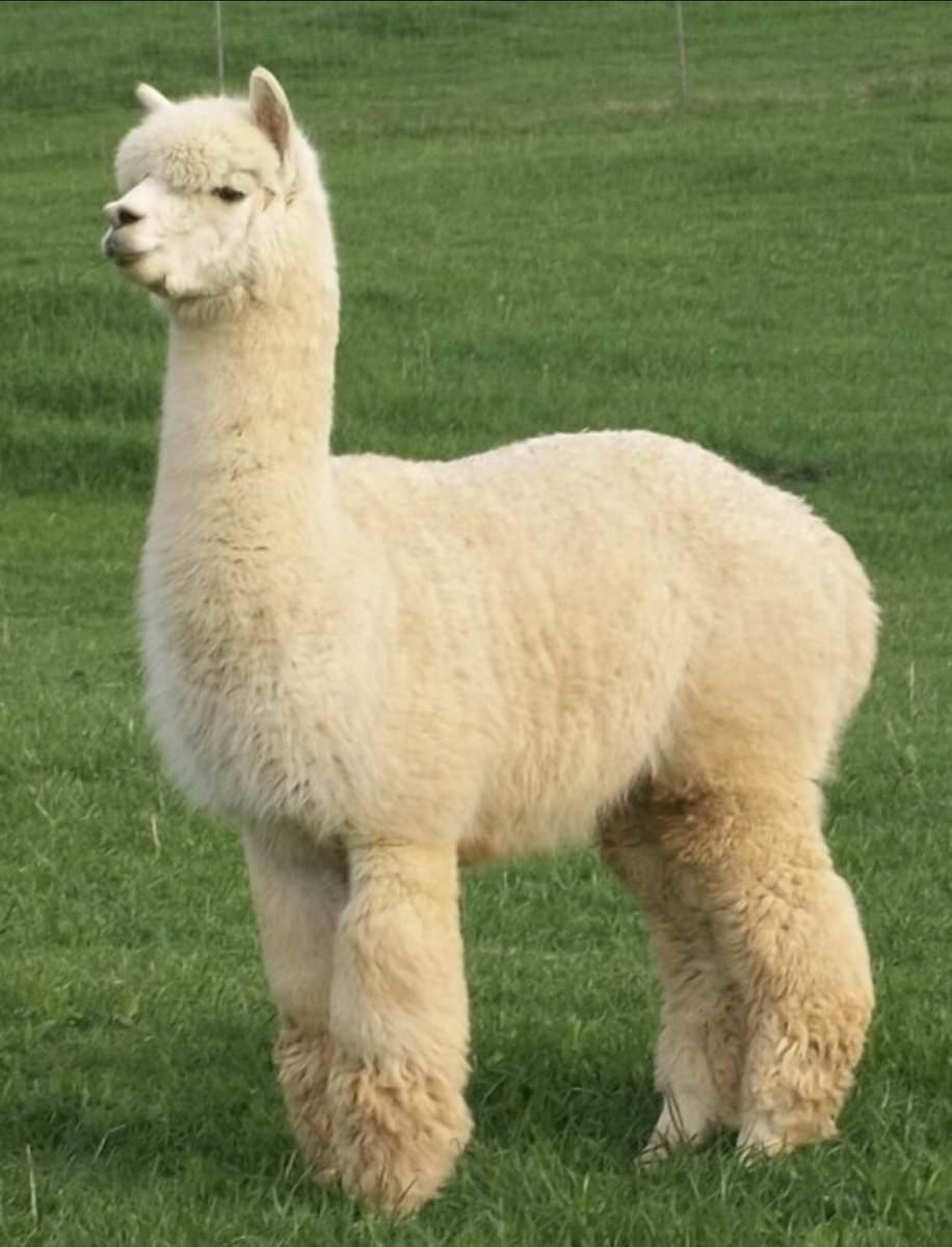 Jeffrey the Llama