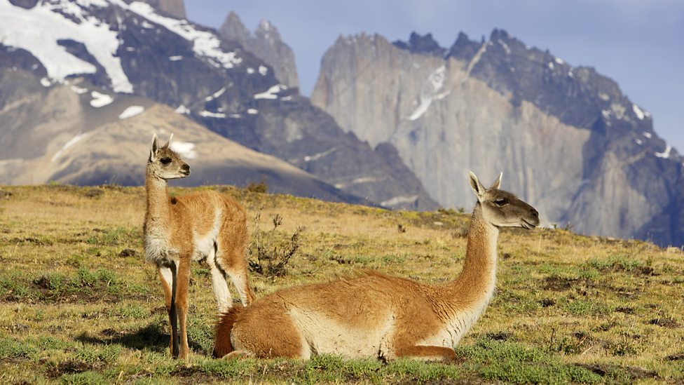 Guanaco