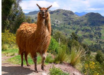 South American Llama